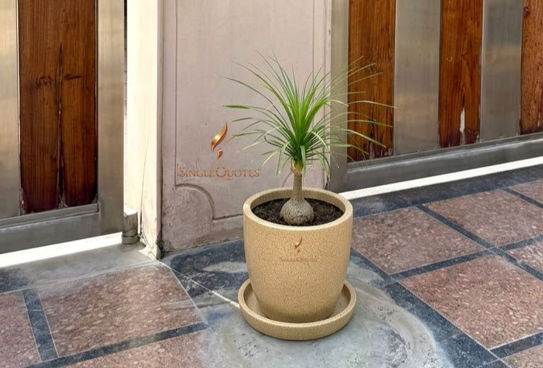 ROYARA Classic Curved Round Planter with Tray – 8 Inch – Beige Marble