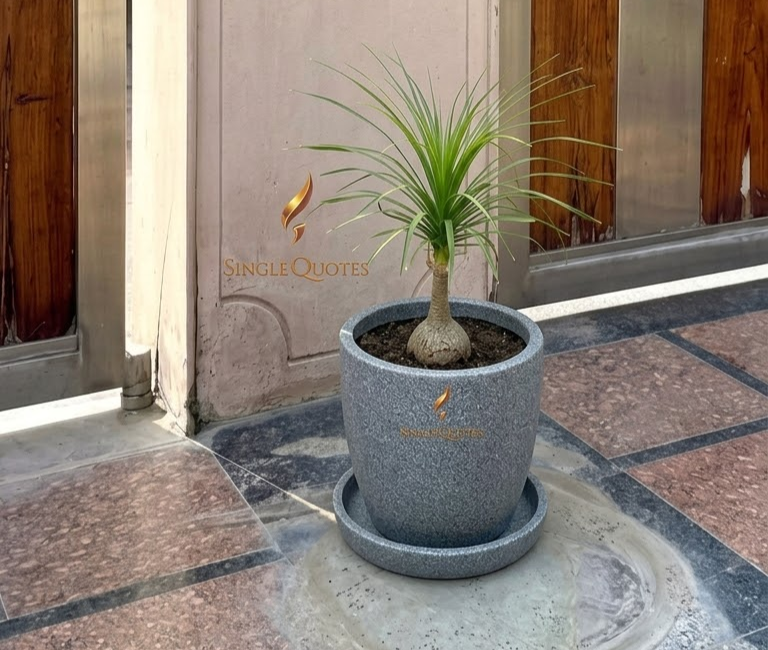 ROYARA Classic Curved Round Planter with Tray – 8 Inch – Grey Marble